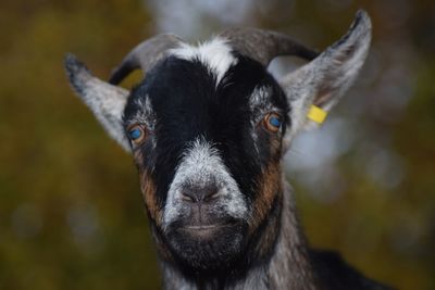 Close-up portrait of cow