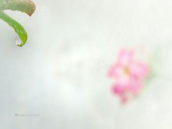 Close-up of flowers