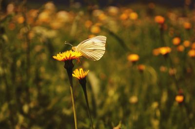 Close-up of butterfly on yellow flower in garden