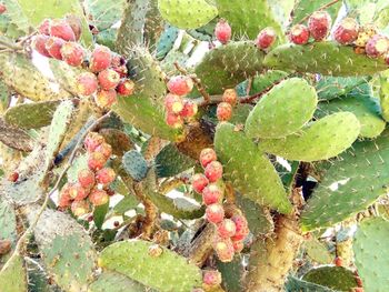 High angle view of fruits growing on cactus