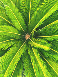 Full frame shot of palm tree