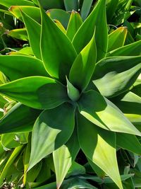 Full frame shot of plant