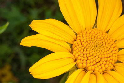 Close-up of yellow flower