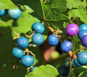 Close-up of berries growing on tree