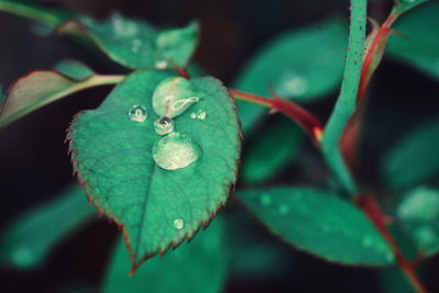 Close-up of wet plant