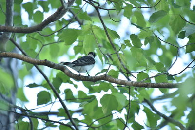 Low angle view of bird perching on branch