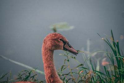 Close-up of a duck in water