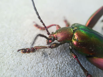 A close up photo rainbow metalic beetle or frog leg beetle 