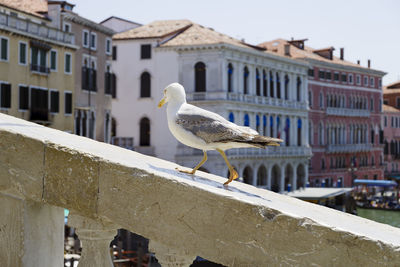 Seagull perching on retaining wall