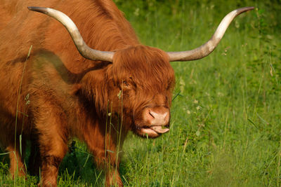 Cow standing on grassy field