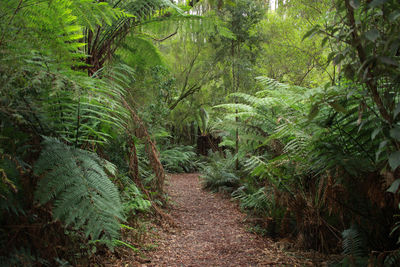 Footpath amidst trees in forest