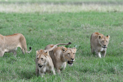 Lionesses walking on grassy land