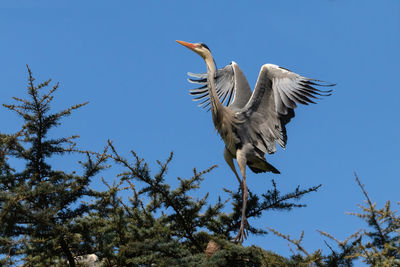 Low angle view of bird flying against clear sky