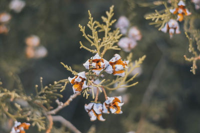 Close-up of flowers growing on tree