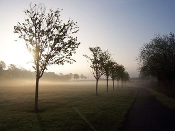 Trees on field against sky at foggy weather