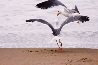 Seagull flying over beach