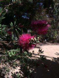 Close-up of pink flowers