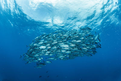 School of bigeye trevally, underwater photography