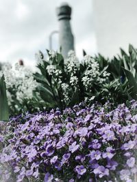 Close-up of plants