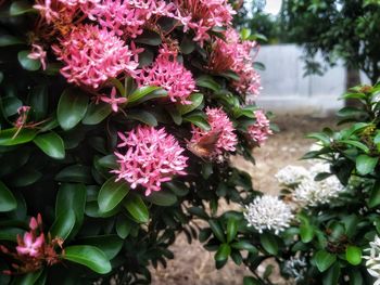 Close-up of pink flowering plant