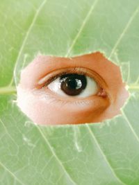 Close-up portrait of human eye