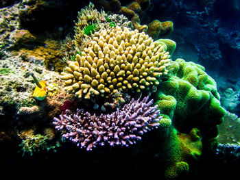 Close-up of coral in sea