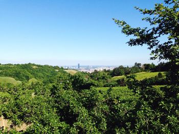 Trees on landscape against clear blue sky