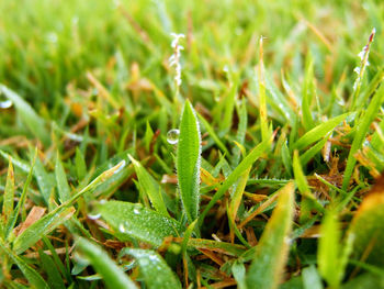 Close-up of insect on grass
