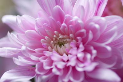 Close-up of pink dahlia