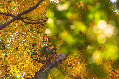 Trees growing during autumn