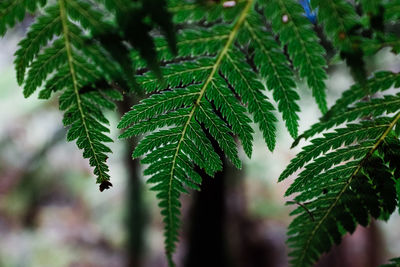 Close-up of fresh green leaves