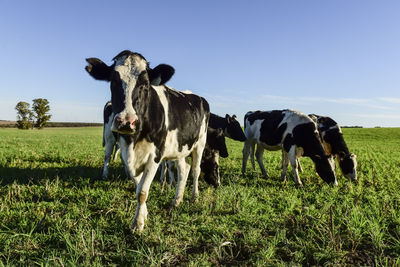 Cows on grassy field