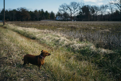 View of a dog on field