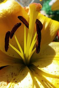 Close-up of yellow flowers