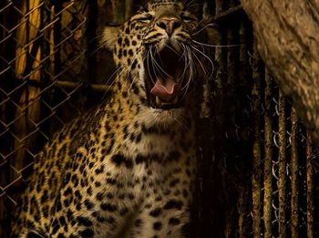 animal themes
