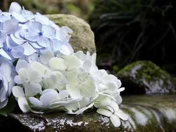 Close-up of white hydrangea flowers on rock