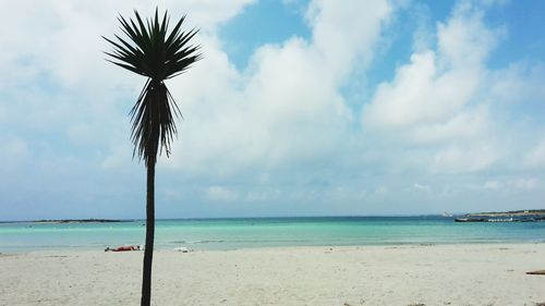 Palm trees on beach against cloudy sky