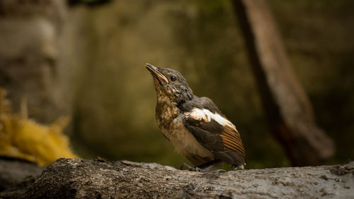 Bird perching on rock