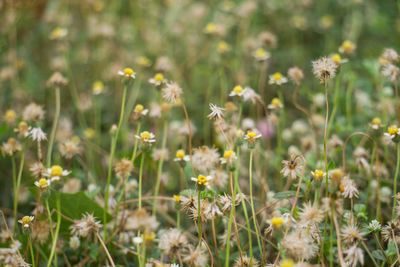 Close-up of insect on flower field