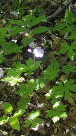 High angle view of plants