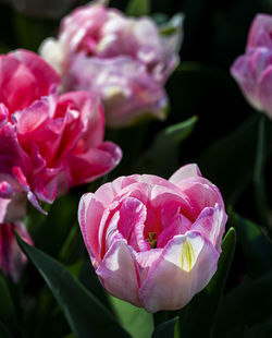 Close-up of pink rose
