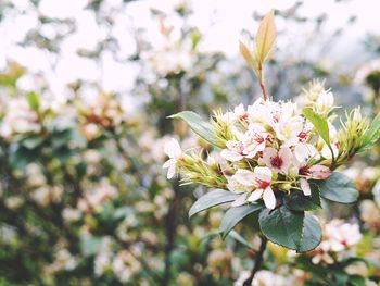 Close-up of white flowers