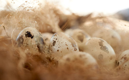 Quail eggs in hay nest