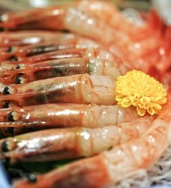 Close-up of shrimp sashimi 