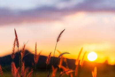 Close-up of stalks against sunset sky