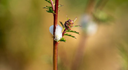 Close-up of white flower plant