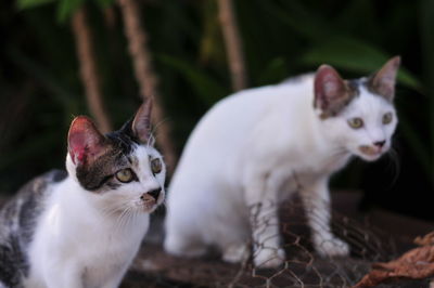 Close-up of cat looking away