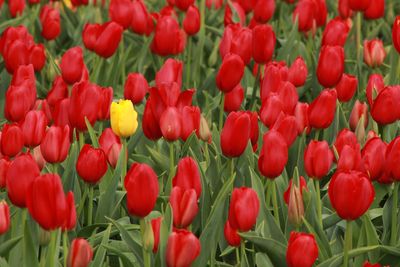 Close-up of red tulips blooming in field