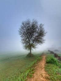Tree on field against sky