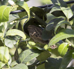 Close-up of bird perching on plant